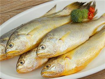 Wild yellow croaker